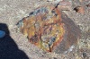 Petrified stump.jpg